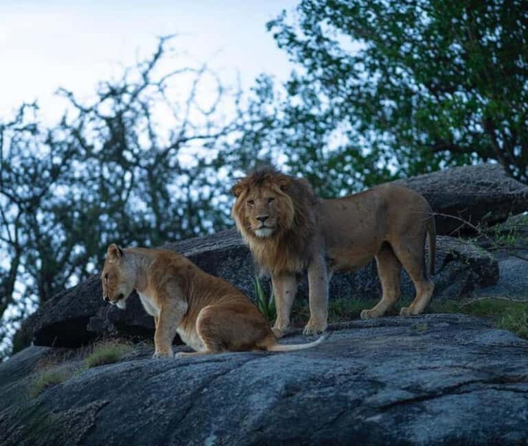 Arusha: 5 Days Safari to Lake Manyara, Serengeti, Ngorongoro - Overview of the Safari Experience