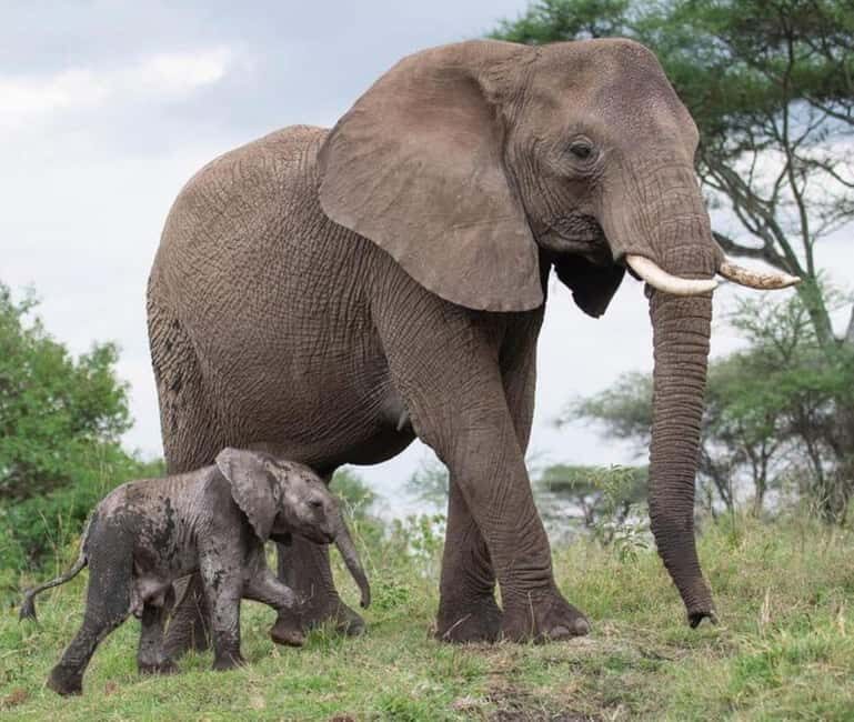 Arusha: 5 Days Safari to Lake Manyara, Serengeti, Ngorongoro - What’s Included, What’s Not