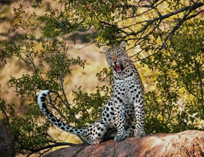 Arusha: 5 Days Safari to Lake Manyara, Serengeti, Ngorongoro - The Experience’s Strengths and Considerations