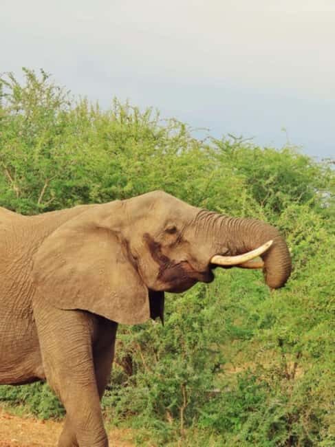 Arusha: 5 Days Safari to Lake Manyara, Serengeti, Ngorongoro - Final Thoughts