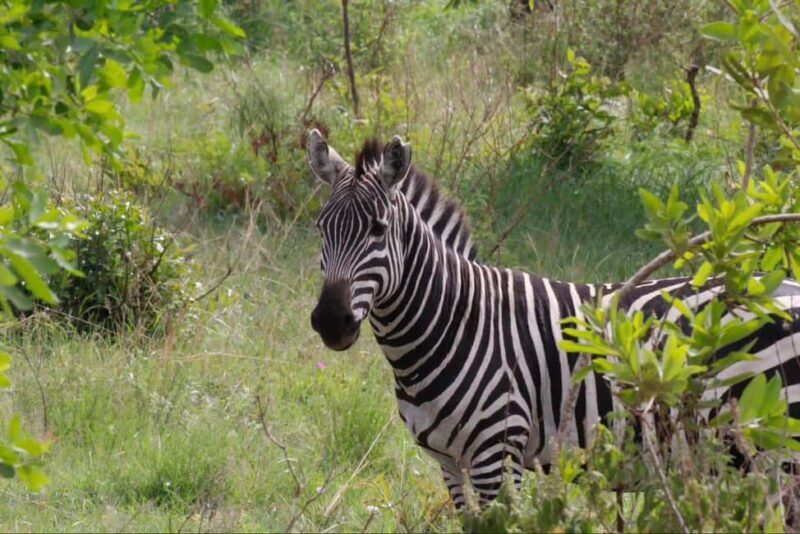 Arusha: 6-Day Best of Northern Circuit Adventure Safari - Introduction
