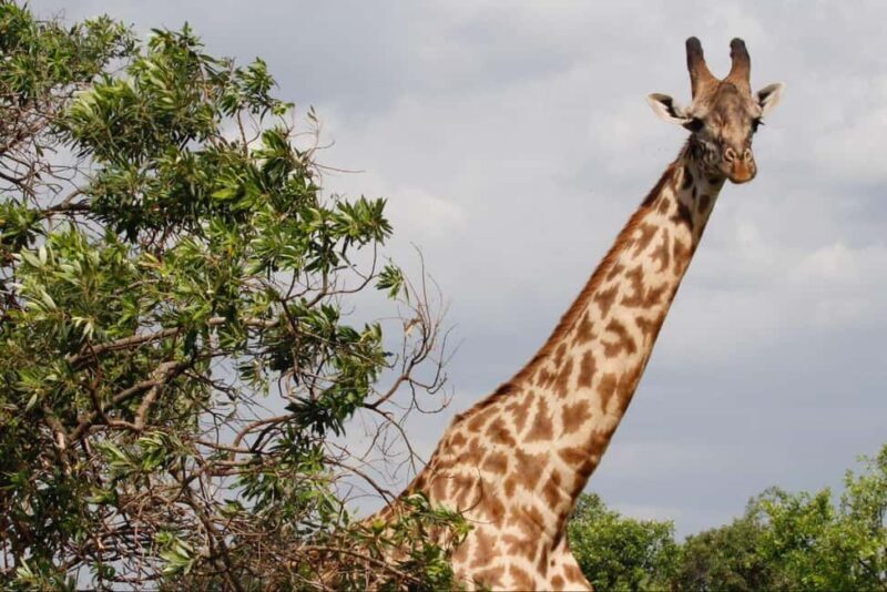 Arusha: 6-Day Best of Northern Circuit Adventure Safari - Practicalities and Considerations