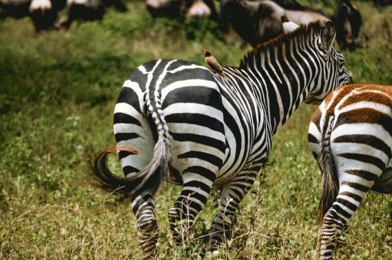 Arusha: 6-Day Great Migration Midrange Safari - FAQ