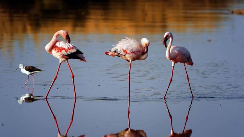 Arusha: 6-Day Ngorongoro Highlands Trek with Lake Natron - Starting Point: Getting There and First Impressions