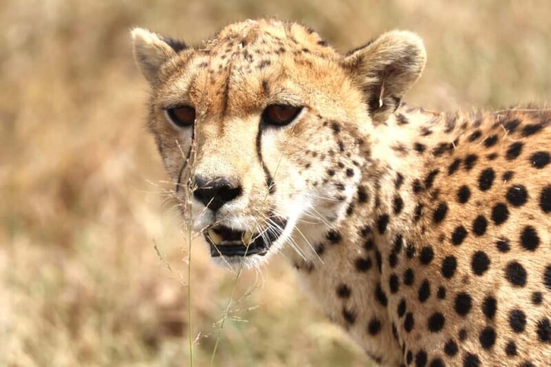 Arusha: 6-Day Northern Tanzania Safari - Key Points