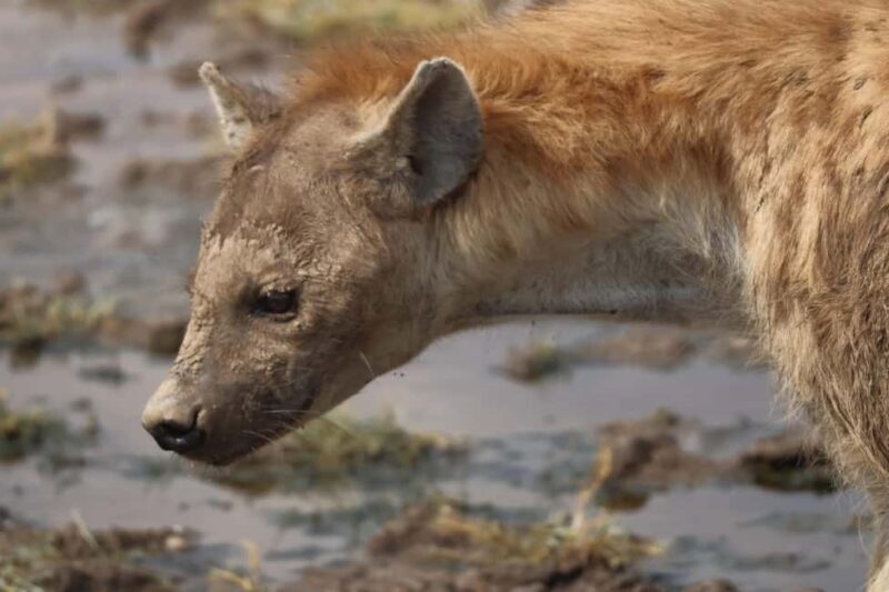 Arusha: 6-Day Northern Tanzania Safari - A Genuine Look at the 6-Day Northern Tanzania Safari