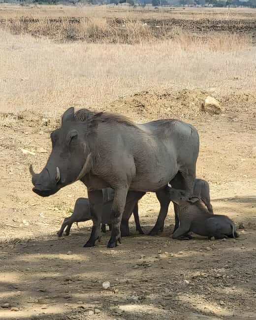 Arusha: 6-Day Safari to Tarangire, Serengeti, & Ngorongoro - What’s Included and What to Expect