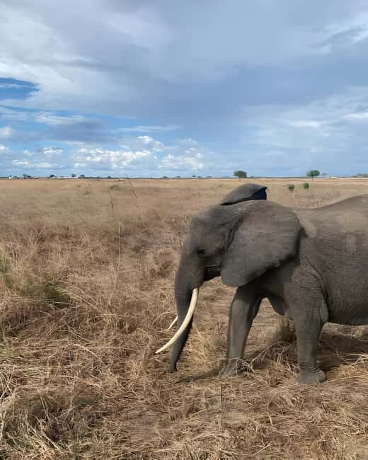 Arusha: 6-Day Safari to Tarangire, Serengeti, & Ngorongoro - Practical Tips and Considerations