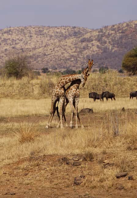 Arusha: 6-Day Serengeti Migration Safari with Flights - Why Choose This Safari?