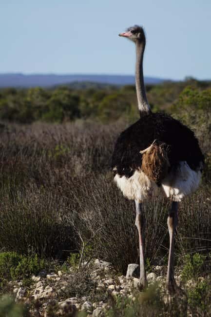 Arusha: 6-Day Serengeti Migration Safari with Flights - The Price & Value