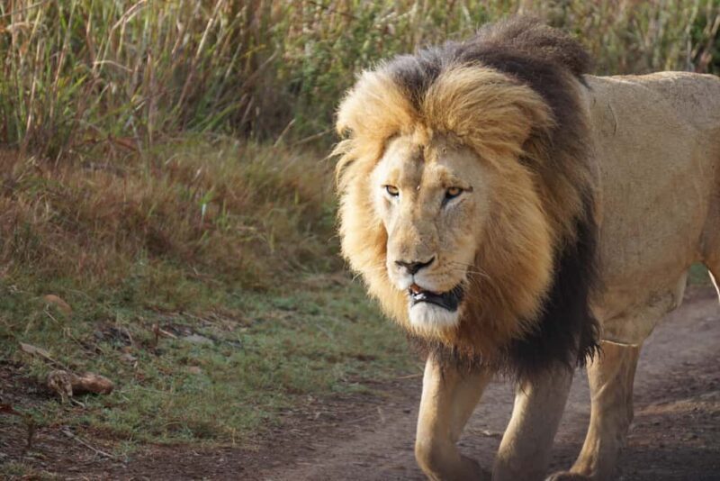 Arusha: 6-Day Serengeti Migration Safari with Flights - The Sum Up