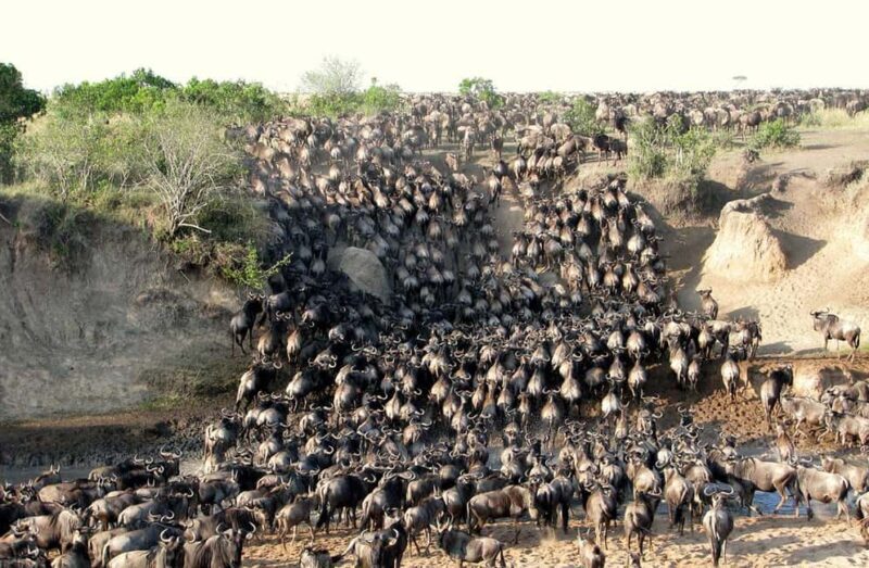 Arusha: 6Days Serengeti Wildebeest Migration Camping Safari - A Detailed Look at the Safari Experience