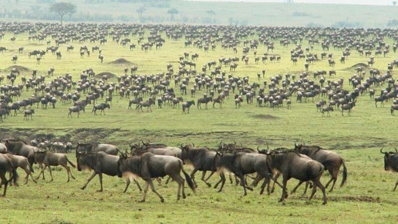 Arusha: 6Days Serengeti Wildebeest Migration Camping Safari - The Sum Up