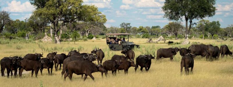 Arusha: 6Days Serengeti Wildebeest Migration Camping Safari - FAQ