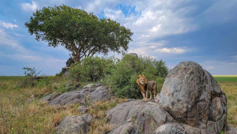 Arusha: 7-Day Safari to Tarangire, Serengeti, and Ngorongoro - Logistics, Comfort, and Value