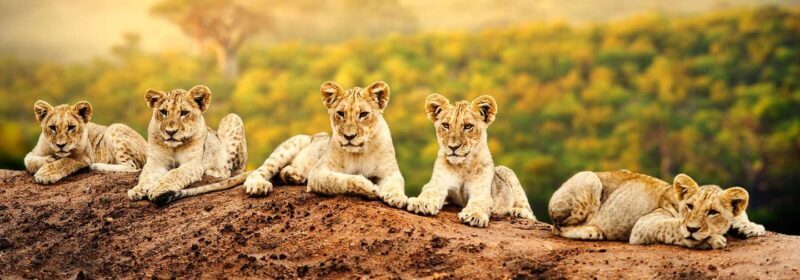 Arusha: 7-Day Safari to Tarangire, Serengeti, and Ngorongoro - The Experience of Wildlife Viewing