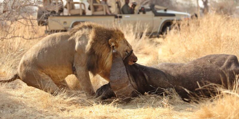 Arusha: 7-Day Safari to Tarangire, Serengeti, and Ngorongoro - Final Thoughts: Is It Worth It?