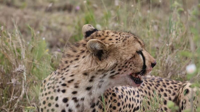 Arusha: 7-Day Tarangire, Ngorongoro, & Serengeti Safari - Key Points