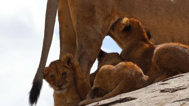 Arusha: 7-Day Tarangire, Ngorongoro, & Serengeti Safari - An In-Depth Look at the 7-Day Safari Experience