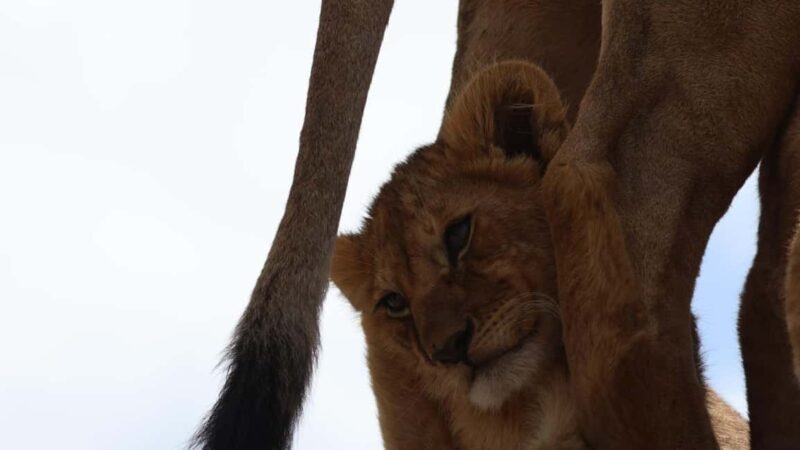 Arusha: 7-Day Tarangire, Ngorongoro, & Serengeti Safari - Final Thoughts: Who Will Love This Safari?