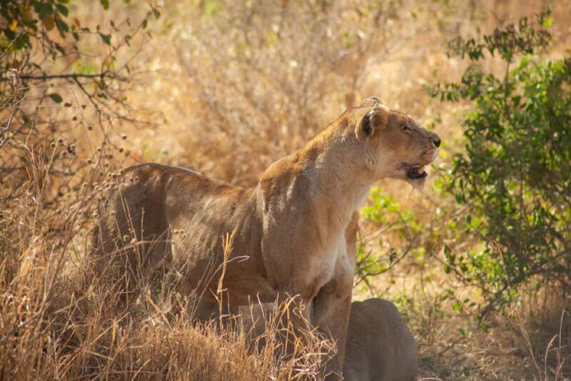 Arusha: 8-Day Safari to Tarangire, Serengeti and Ngorongoro - Key Points