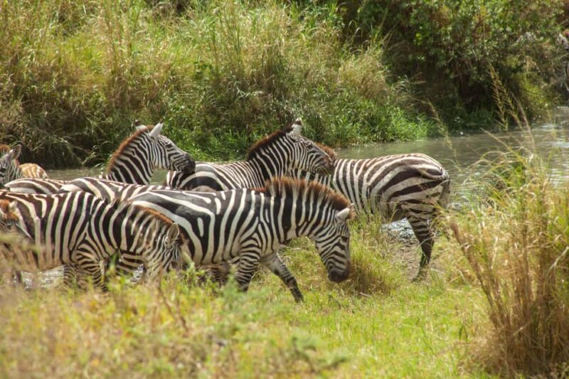 Arusha: 8-Day Safari to Tarangire, Serengeti and Ngorongoro - A Deep Dive into the 8-Day Tanzania Safari