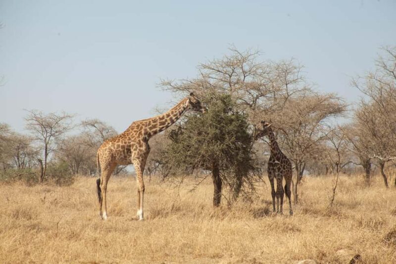 Arusha: 8-Day Safari to Tarangire, Serengeti and Ngorongoro - Day 2: Tarangire National Park