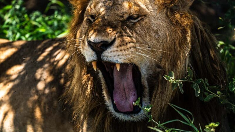 Arusha: 9 Day Multi-Park Flexible Migration Roundtrip safari - Key Points