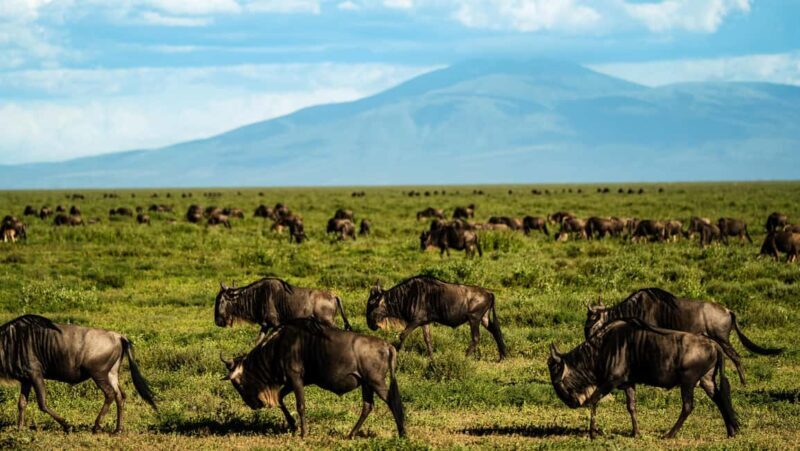Arusha: 9 Day Multi-Park Flexible Migration Roundtrip safari - Analyzing the Itinerary: What to Expect Day-by-Day