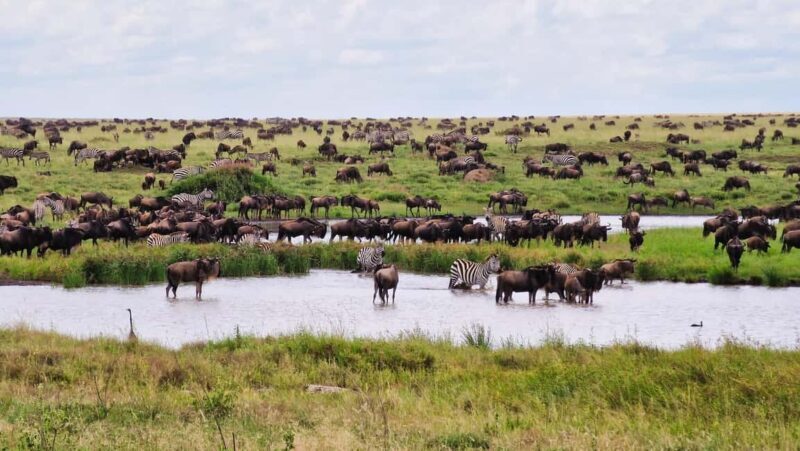 Arusha: 9 Day Multi-Park Flexible Migration Roundtrip safari - Price & Value