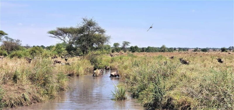 Arusha: 9 Day Multi-Park Flexible Migration Roundtrip safari - FAQs