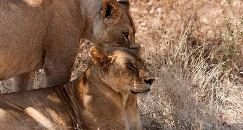 Arusha: 9-Day Ultimate Safari Adventure - Key Points