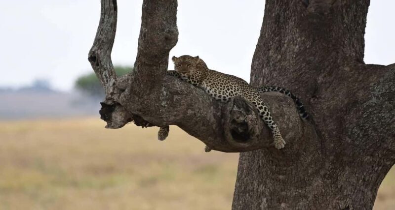 Arusha: 9-Day Ultimate Safari Adventure - An Authentic Safari Experience