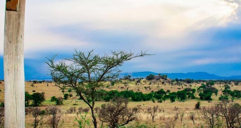 Arusha: 9-Day Ultimate Safari Adventure - What to Expect from the Game Drives