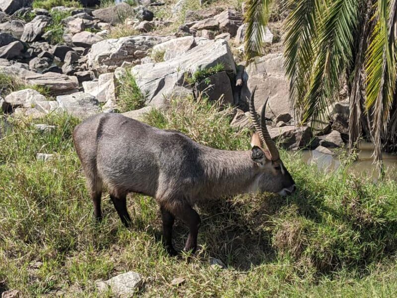 Arusha: Arusha National Park Safari with Canoeing Option - Discovering the Diversity of Arusha National Park