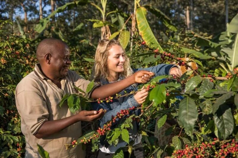 Arusha: Coffee Lodge Guided Tour with Coffee Tasting - An In-Depth Look at the Tour Itself