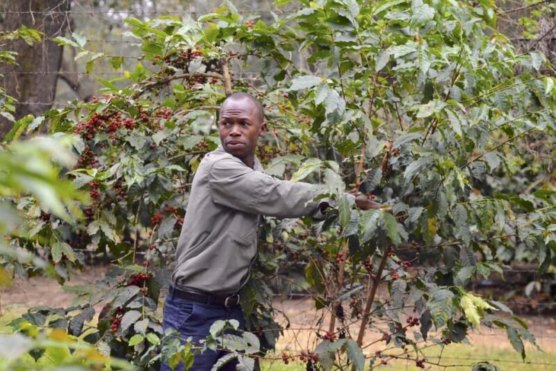 Arusha: Coffee Lodge Guided Tour with Coffee Tasting - Authentic Experiences and Traveler Feedback