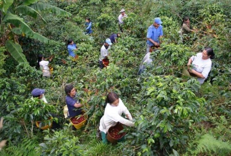 Arusha: Coffee Plantation Tour with Tasting and Hands-On - Authentic Insights from Reviews