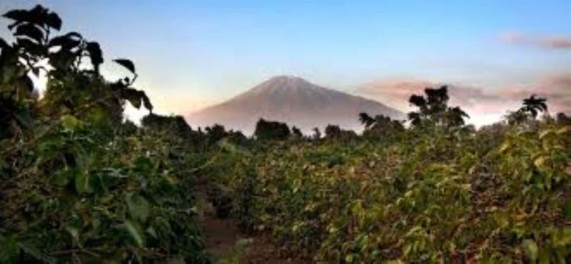 Arusha: Coffee Plantation Tour with Tasting and Hands-On - Practical Tips for Your Coffee Tour Day
