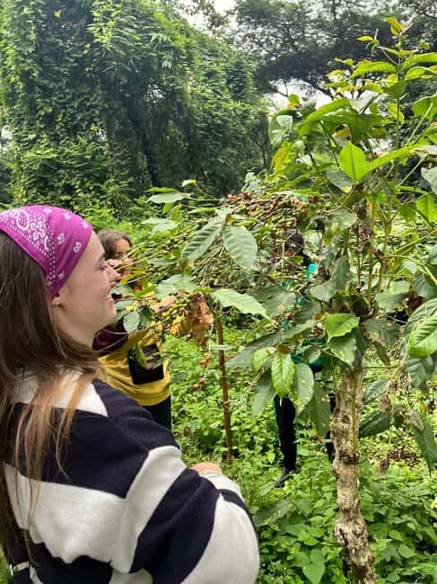 Arusha Coffee Tour and Buffet Lunch with Kingstone Asilia - Frequently Asked Questions