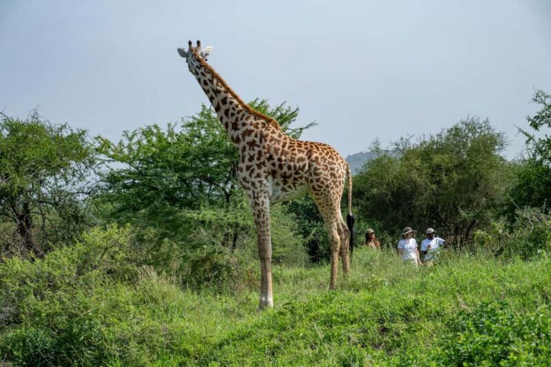 Arusha: Giraffe Centre Guided Tour with Wildlife Walk - Exploring the Arusha Giraffe Centre: A Practical Guide