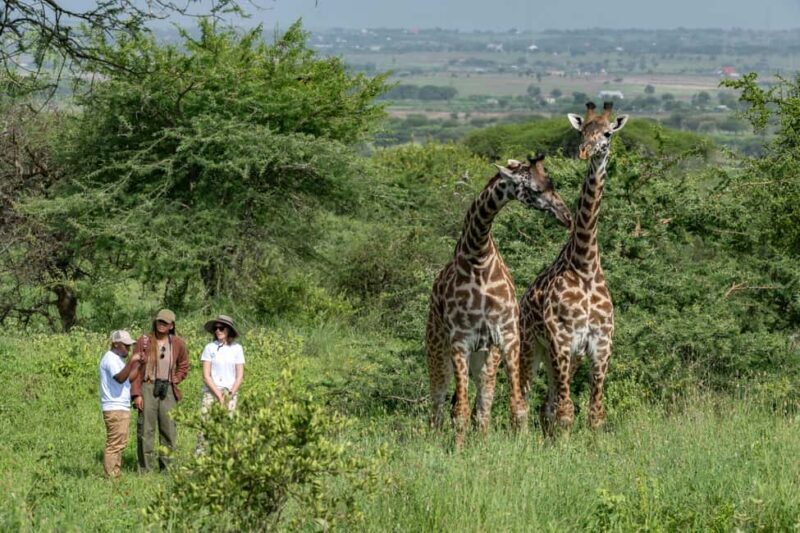 Arusha: Giraffe Centre Guided Tour with Wildlife Walk - FAQ