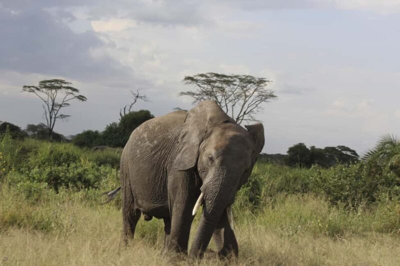 Arusha: Kilimanjaro Hike, Tarangire & Ngorongoro 3-Day Tour - Overview of the Tour Experience