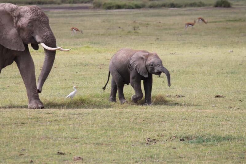Arusha: Kilimanjaro Hike, Tarangire & Ngorongoro 3-Day Tour - The Logistics: From Booking to the End