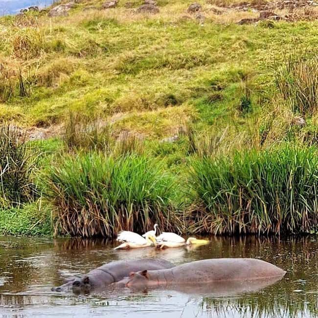 Arusha: Lake Manyara National Park Day Trip with Lunch - An Overview of the Experience
