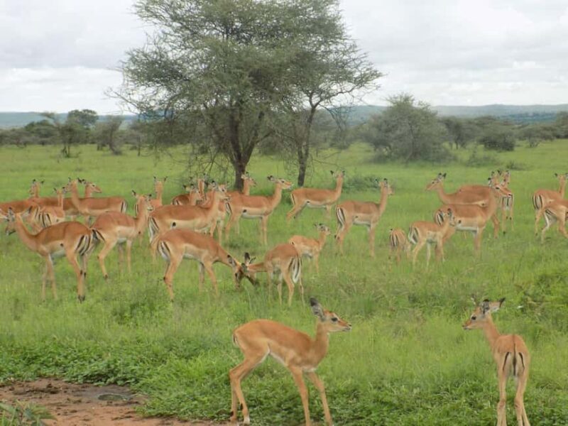 Arusha: Lake Manyara National Park Full-Day Safari - The Itinerary: What to Expect