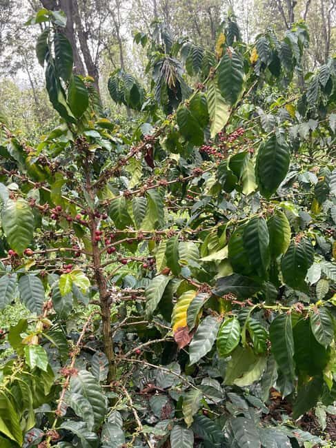 Arusha: Materuni Coffee Tour with Hot Springs and Lunch - Who Will Enjoy This Tour?