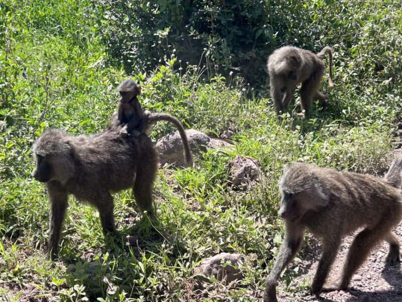 Arusha: Mount Meru Day Hike with Ranger and Lunch - Key Points