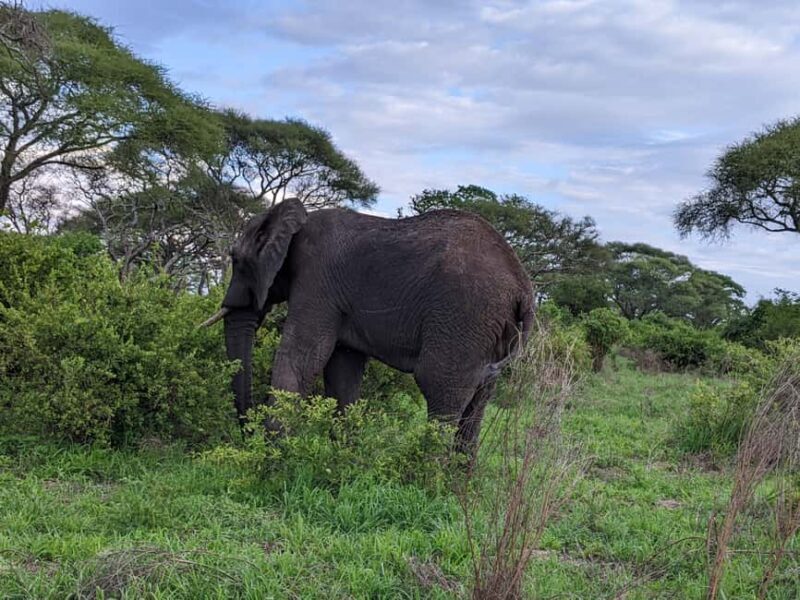 Arusha: Mount Meru Day Hike with Ranger and Lunch - Why Choose This Experience?