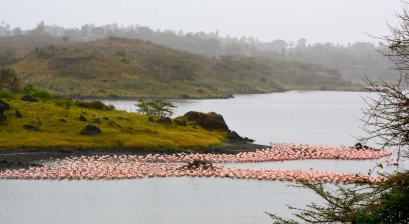 Arusha National Park Day Trip with Game Drives - Key Points